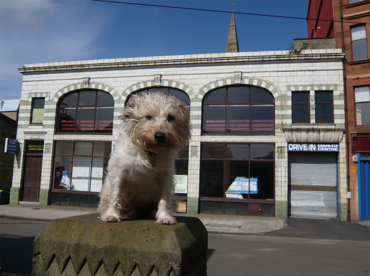 Pickles posing like Greyfriar's Bobby outside the Botanics Garage