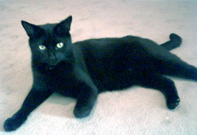 koo-black1 Koo Black