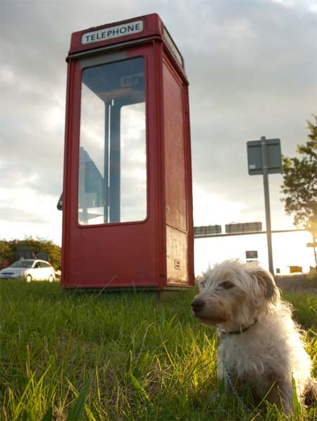 Pickles the dog at rare K8 kiosk